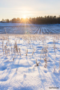 wheat field covered in snow