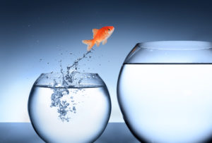 goldfish jumping from small fishw bowl to large fish bowl.